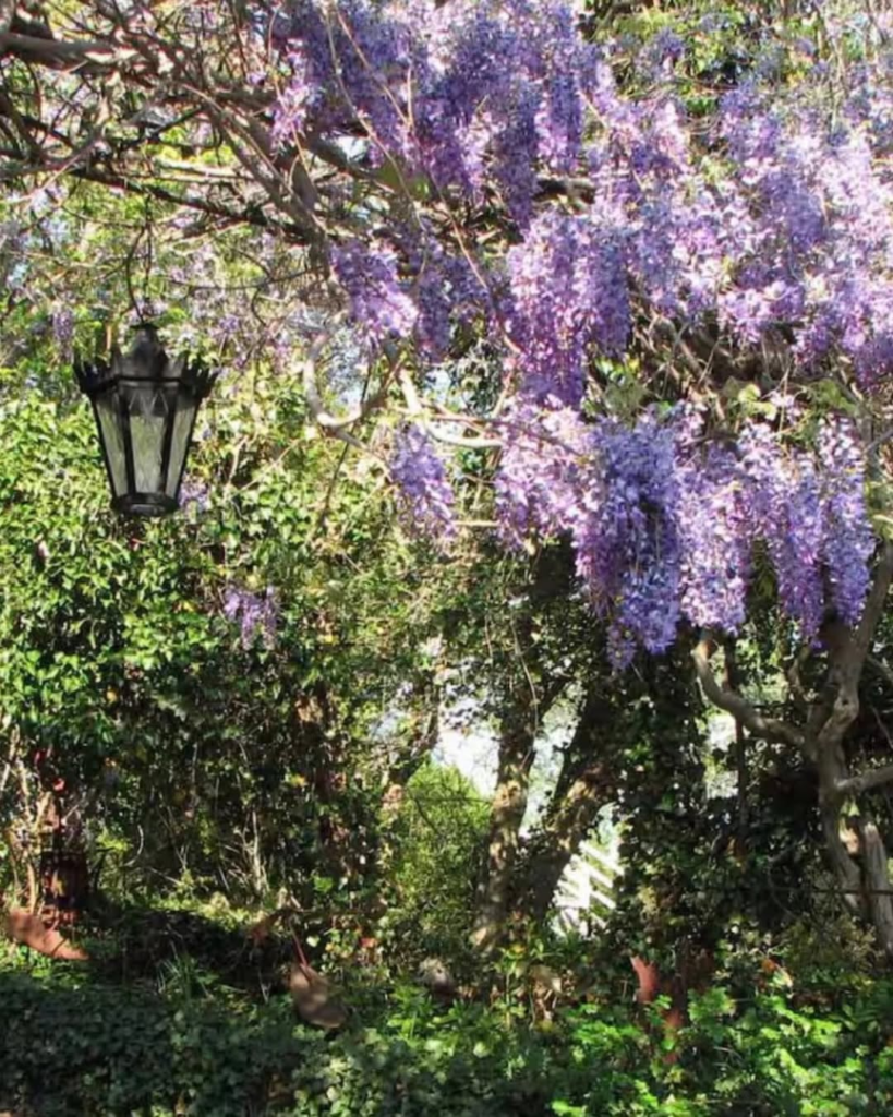 Garden scene with cascading purple wisteria blossoms and a black lantern hanging from a tree on the left.