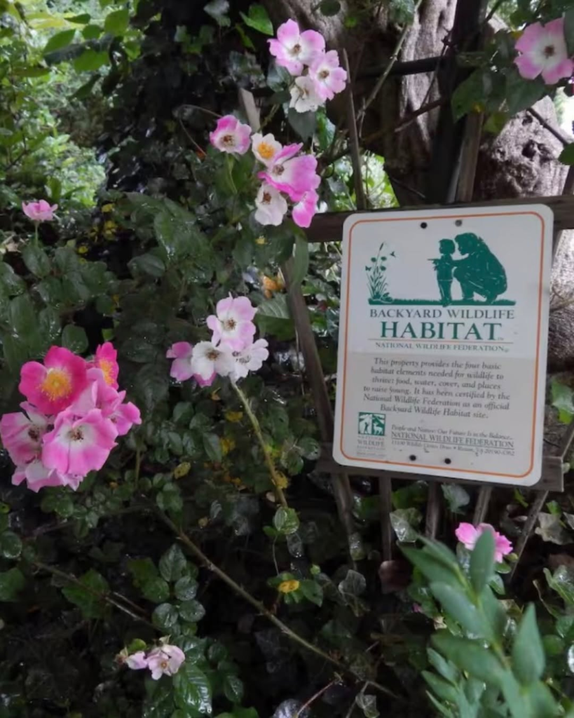 Sign reading 'backyard wildlife habitat' by the national wildlife federation, mounted on a wooden stake among pink and white flowers and green foliage.