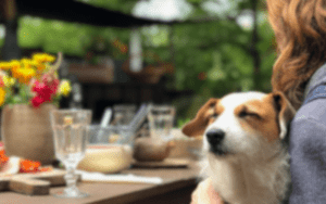 Dog Friendly Saluda → Discover Saluda, NC