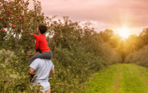Apple Orchard → Discover Saluda, NC