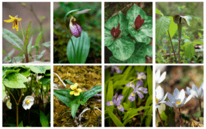 Wildflowers Featured → Discover Saluda, NC