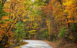 Fall Foliage → Discover Saluda, NC Winding road through a forest in autumn with orange, yellow, and green leaves.